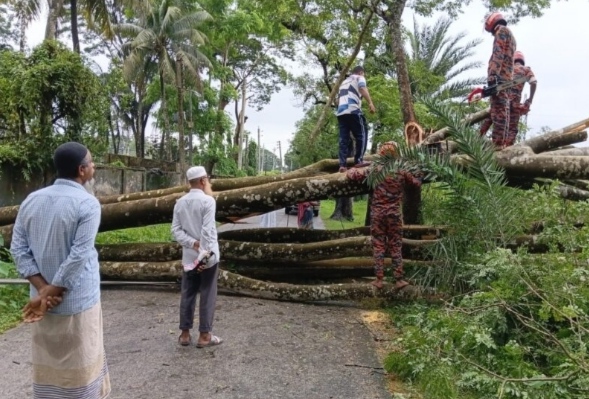 সড়কে উপড়ে পড়ল বিশাল চাম্বল গাছ, বিদ্যুৎহীন ৩ হাজার গ্রাহক