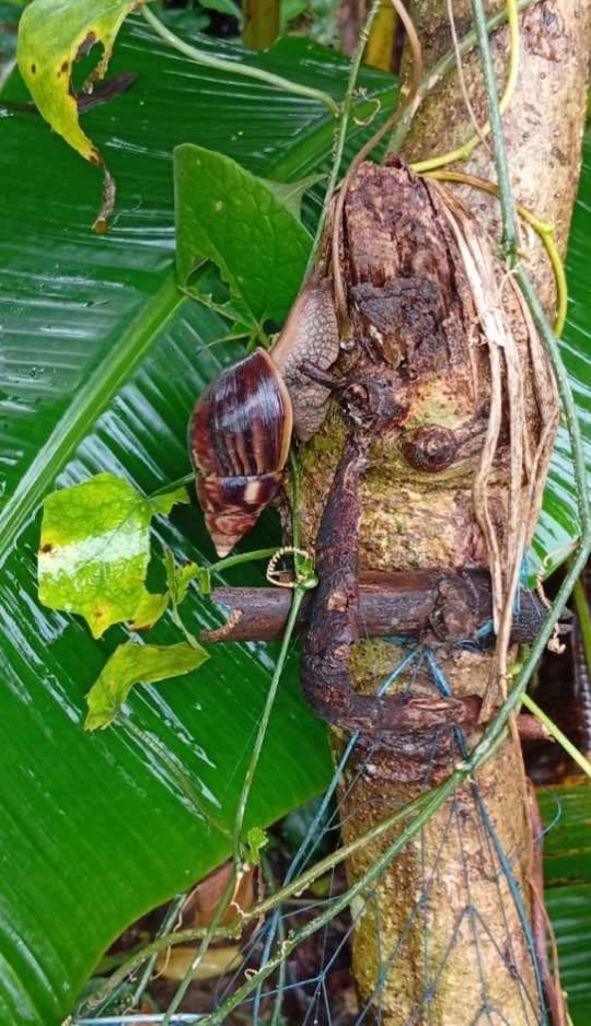 মধুপুরে দ্রুত ছড়িয়ে পড়ছে আফ্রিকান জায়ান্ট শামুক, আতঙ্কে স্থানীয়রা