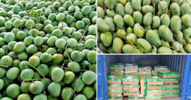 বাংলাদেশের পক্ষ থেকে পশ্চিমবঙ্গে পাঠানো হলো ৫০০ কেজি আমের শুভেচ্ছা উপহার