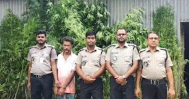 ভূঞাপুরে বাড়ির আঙিনা থেকে ১১ টি গাঁজা গাছ উদ্ধার!