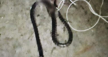 নীলফামারীতে মাছ ধরতে গিয়ে সাপের কামড়ে একজনের মৃত্যু