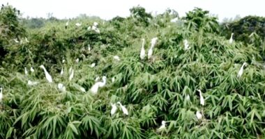 দুই শতকের ঐতিহ্য বুকে ধারণ করে চিলাহাটির ‘পাখির গ্রাম’