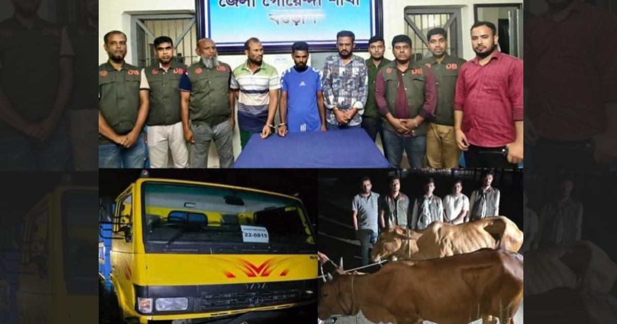শেরপুরে ডাকাতি হওয়া ৭ টি গরু ও ট্রাকসহ ৩ ডাকাত গ্রেফতার