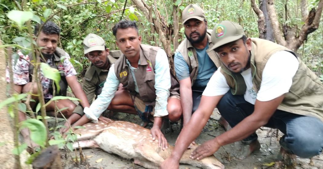 মনপুরায় লোকালয়ে ঢুকে পড়া চিত্রা হরিণ উদ্ধার, সংরক্ষিত বনাঞ্চলে অবমুক্ত