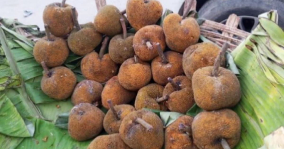 বিলুপ্তির পথে মধুপুর গড়ের ঐতিহ্যবাহী চাম্বল ফল, সংরক্ষণের দাবি