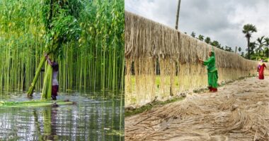 সোনালী আঁশ এখন সোনালী অতীত