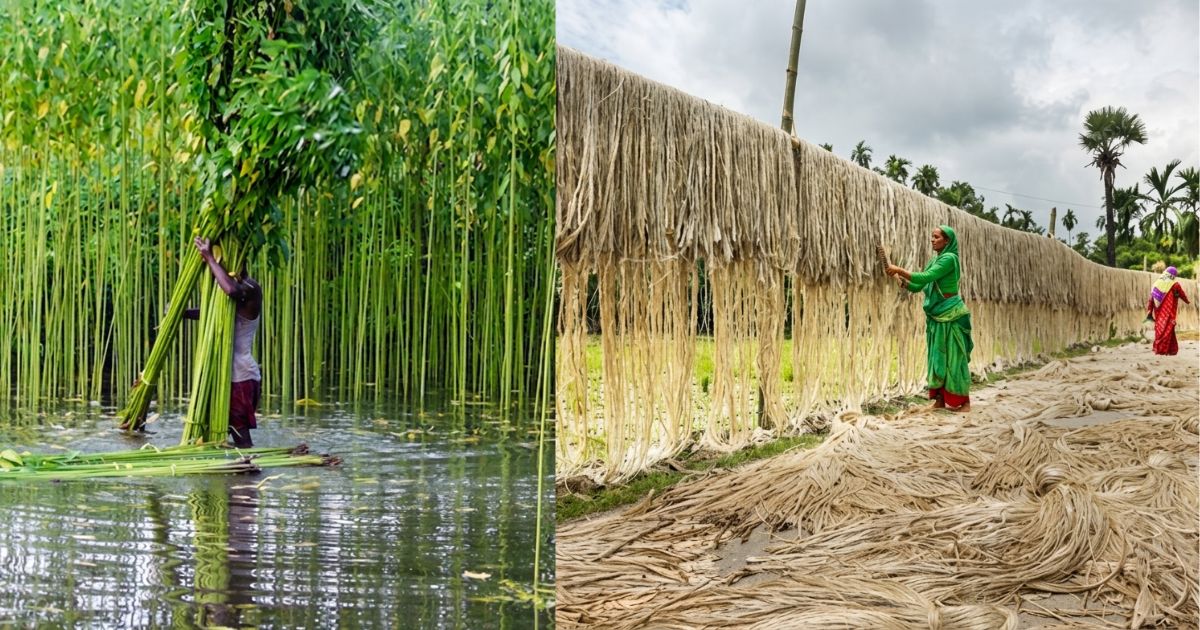 সোনালী আঁশ এখন সোনালী অতীত