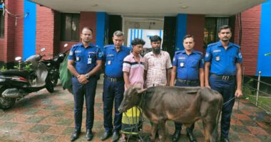 পুলিশের বিশেষ অভিযানে চোরাই গরু উদ্ধার,গরুচক্রের দুই সদস্য গ্রেপ্তার