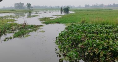 দীর্ঘমেয়াদি জলাবদ্ধতায় জলে ভাসছে কৃষকের স্বপ্ন, অচল শত শত একর জমি