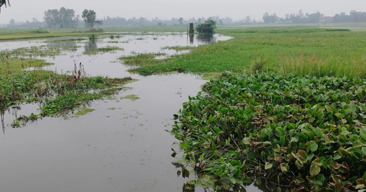 দীর্ঘমেয়াদি জলাবদ্ধতায় জলে ভাসছে কৃষকের স্বপ্ন, অচল শত শত একর জমি