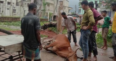 নেত্রকোনায় পিডিবি'র অনিরাপদ লাইনের বিদ্যুৎপৃষ্টে গরু নিহত