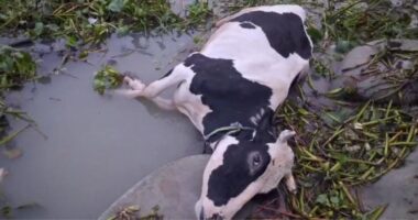 জিয়ানগরে ফেরিঘাটে দুর্ঘটনা, নদীতে পড়ে ৩ লাখ টাকার গরুর মৃত্যু