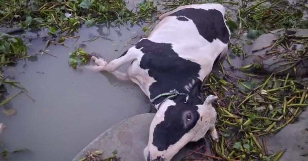 জিয়ানগরে ফেরিঘাটে দুর্ঘটনা, নদীতে পড়ে ৩ লাখ টাকার গরুর মৃত্যু