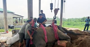 সাফারি পার্কে আরও এক হাতির মৃত্যু