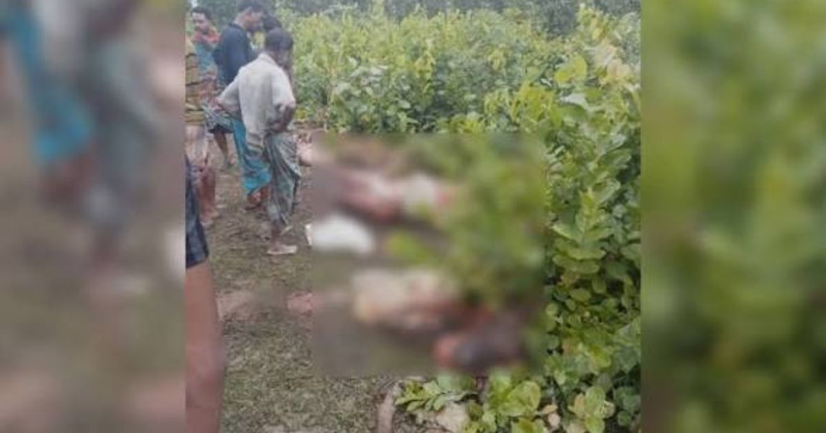গাজীপুরের গভীর জঙ্গলে ১২ ঘোড়ার দেহাবশেষ