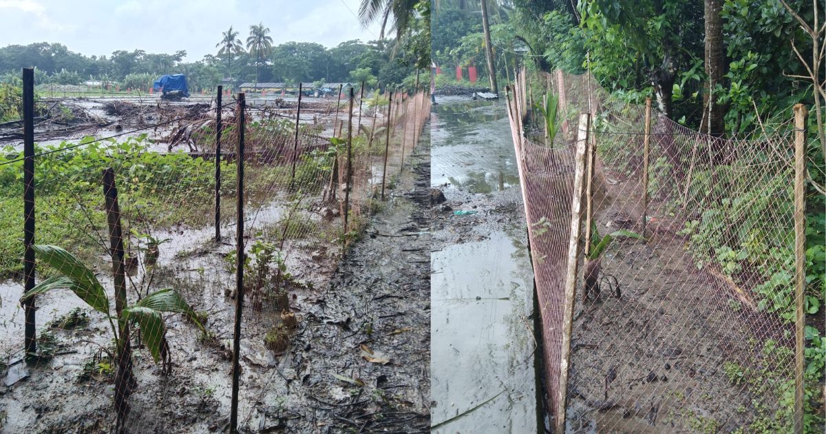 আট পরিবারের চলাচলের রাস্তায় এবং হেলিপ্যাডের উপর গাছের চারা লাগালেন লালমোহন পৌর প্রশাসক