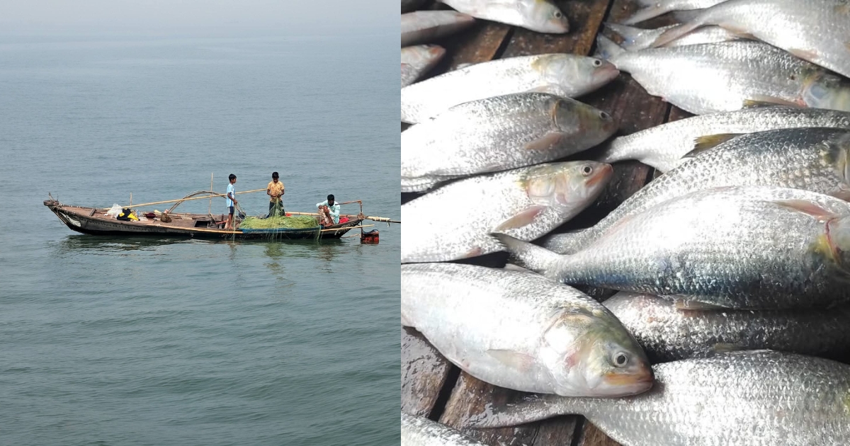 মা ইলিশ রক্ষায় ৮ অক্টোবর থেকে ২২ দিনের নিষেধাজ্ঞা