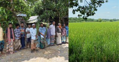 আমতলীতে ধানের বীজে প্রতারনা,পাঁচ মাসেও ফলন আসেনি, নিঃস্ব দুই শতাধিক পরিবার