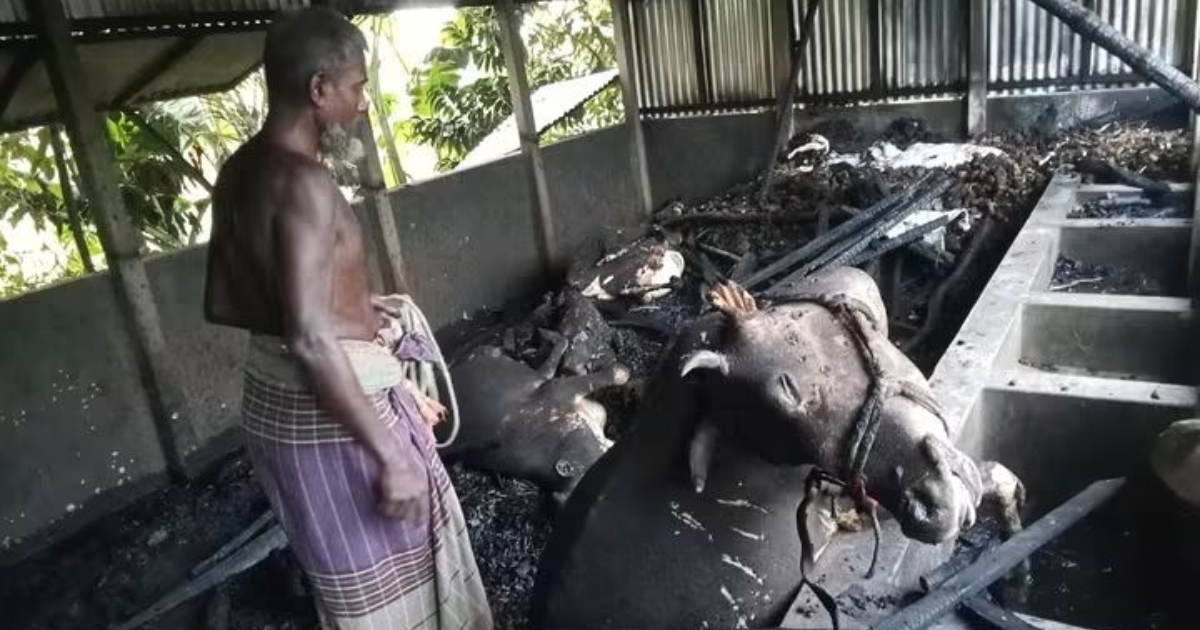 বগুড়ার শেরপুরে ভয়াবহ অগ্নিকাণ্ডে ৫টি গরু ও ৭টি ভেড়া পুড়ে ছাই ক্ষতি প্রায় ৯ লাখ টাকা