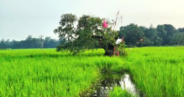 ঘাটাইলে কালের সাক্ষী হয়ে দাঁড়িয়ে আছে অজানা বয়সের হিজল গাছ