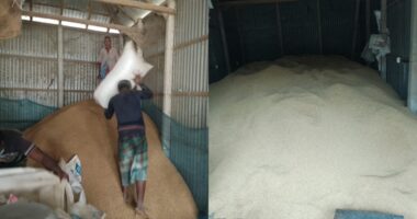 ধানের দাম কম - উৎপাদন খরচ বেশি, ধান চাষে আগ্রহ হারাচ্ছেন কৃষক