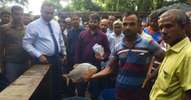 ধামইরহাটে নিষিদ্ধ পিরানহা মাছ বিক্রি, জরিমানা