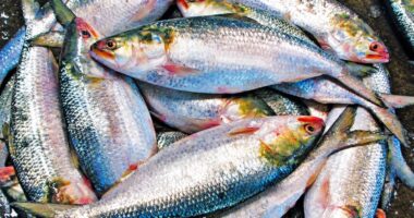বাংলাদেশে ভারতীয় ইলিশ আমদানি বন্ধ, বিপাকে ব্যবসায়ীরা