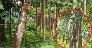 লালমোহনে বাগান থেকে জোরপূর্বক সুপারি পাড়ার অভিযোগ