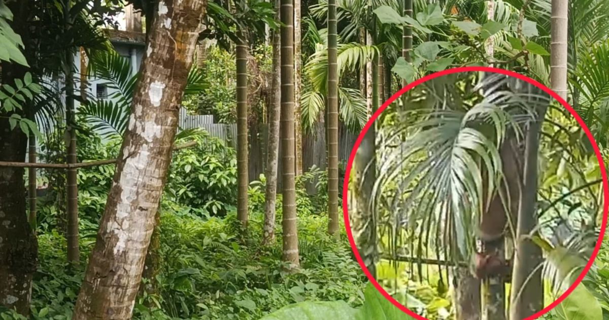লালমোহনে বাগান থেকে জোরপূর্বক সুপারি পাড়ার অভিযোগ
