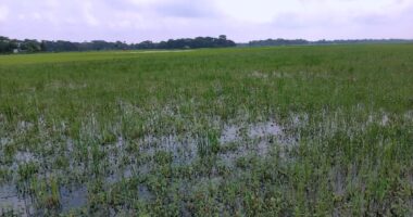 আগাম তরমুজের আশায় ১,০২০ হেক্টর জমি অনাবাদী