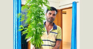 কয়রায় গাঁজা গাছ উদ্ধার, গ্রেপ্তার ১
