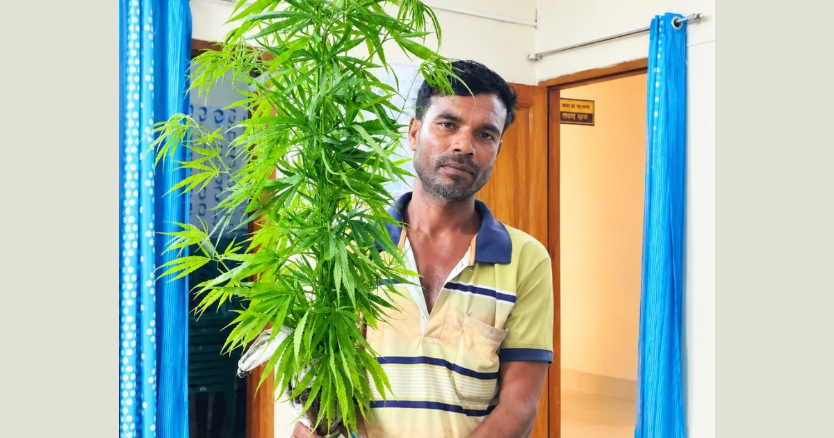 কয়রায় গাঁজা গাছ উদ্ধার, গ্রেপ্তার ১