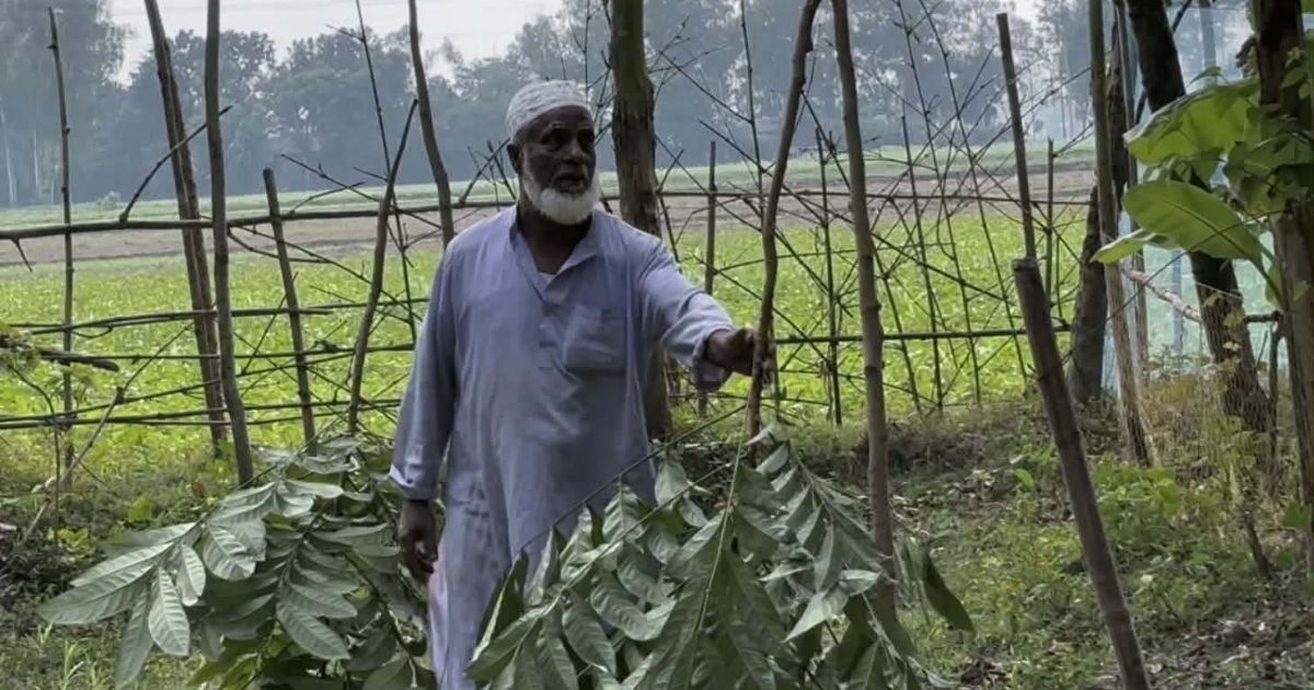 শাহজাদপুরে গভীর রাতে কৃষকের ৩৫টি গাছ ভেঙে দিল দুর্বৃত্তরা