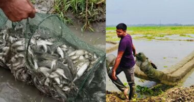 চলনবিলজুড়ে নিষিদ্ধ জালের ব্যবহার নিয়ে উদ্বেগ, নিয়মিত নজরদারি চান স্থানীয়রা