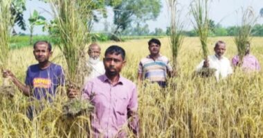 ধামইরহাটে শত্রুতায় পুড়লো - ১০ বিঘার ধান