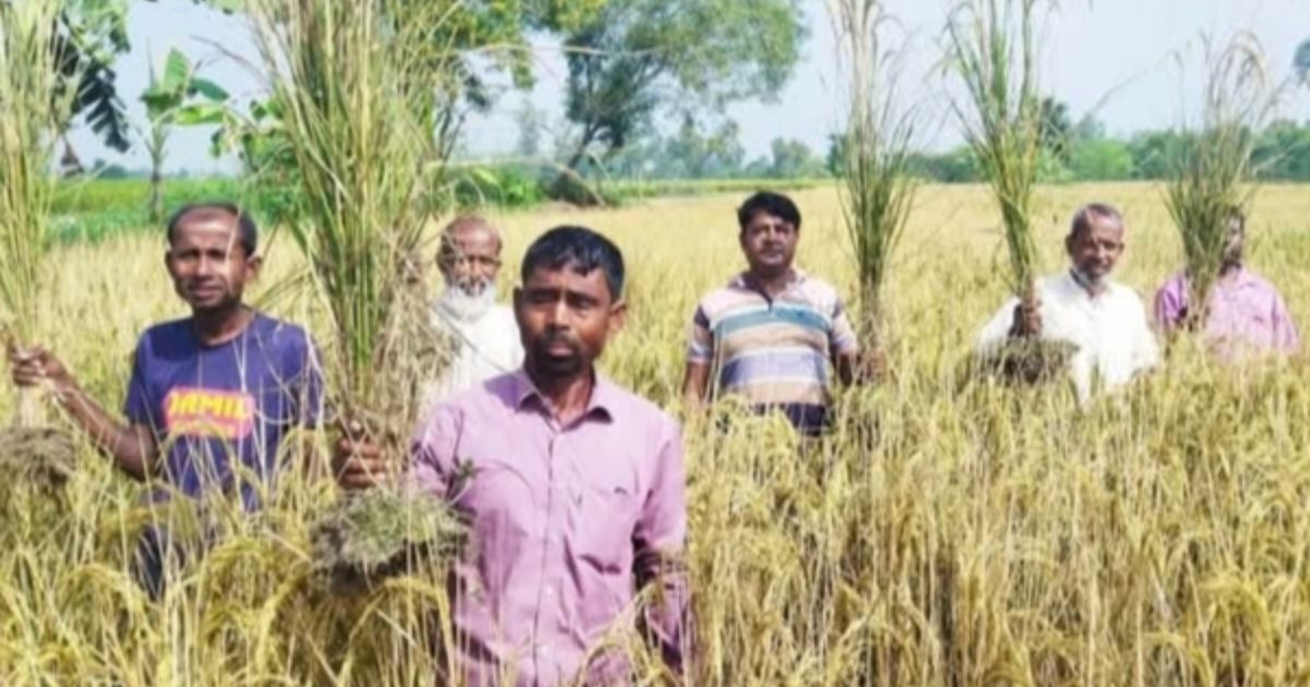 ধামইরহাটে শত্রুতায় পুড়লো – ১০ বিঘার ধান