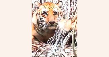 লালমনিরহাট সীমান্তে বাঘের আক্রমণে আহত ২, পিটিয়ে মারল এলাকাবাসী