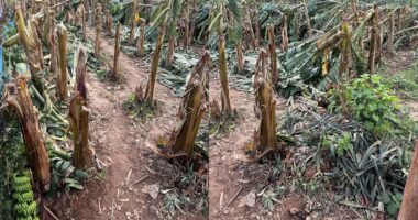 মধুপুরে আকস্মিক ঘূর্ণিঝড়ে কৃষকের কলা ও আনারস বাগানের বেহাল অবস্থা