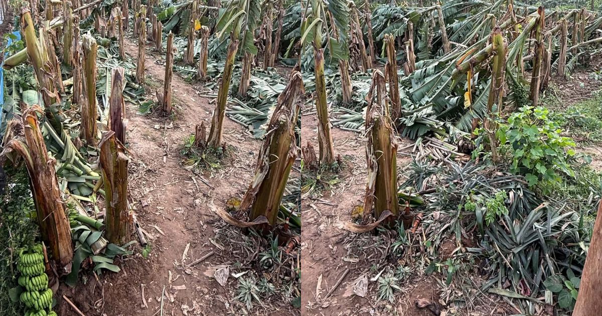 মধুপুরে আকস্মিক ঘূর্ণিঝড়ে কৃষকের কলা ও আনারস বাগানের বেহাল অবস্থা